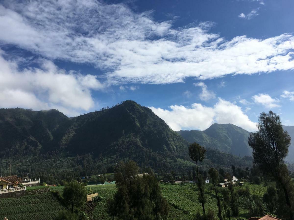 Bromo Deddy Homestay المظهر الخارجي الصورة